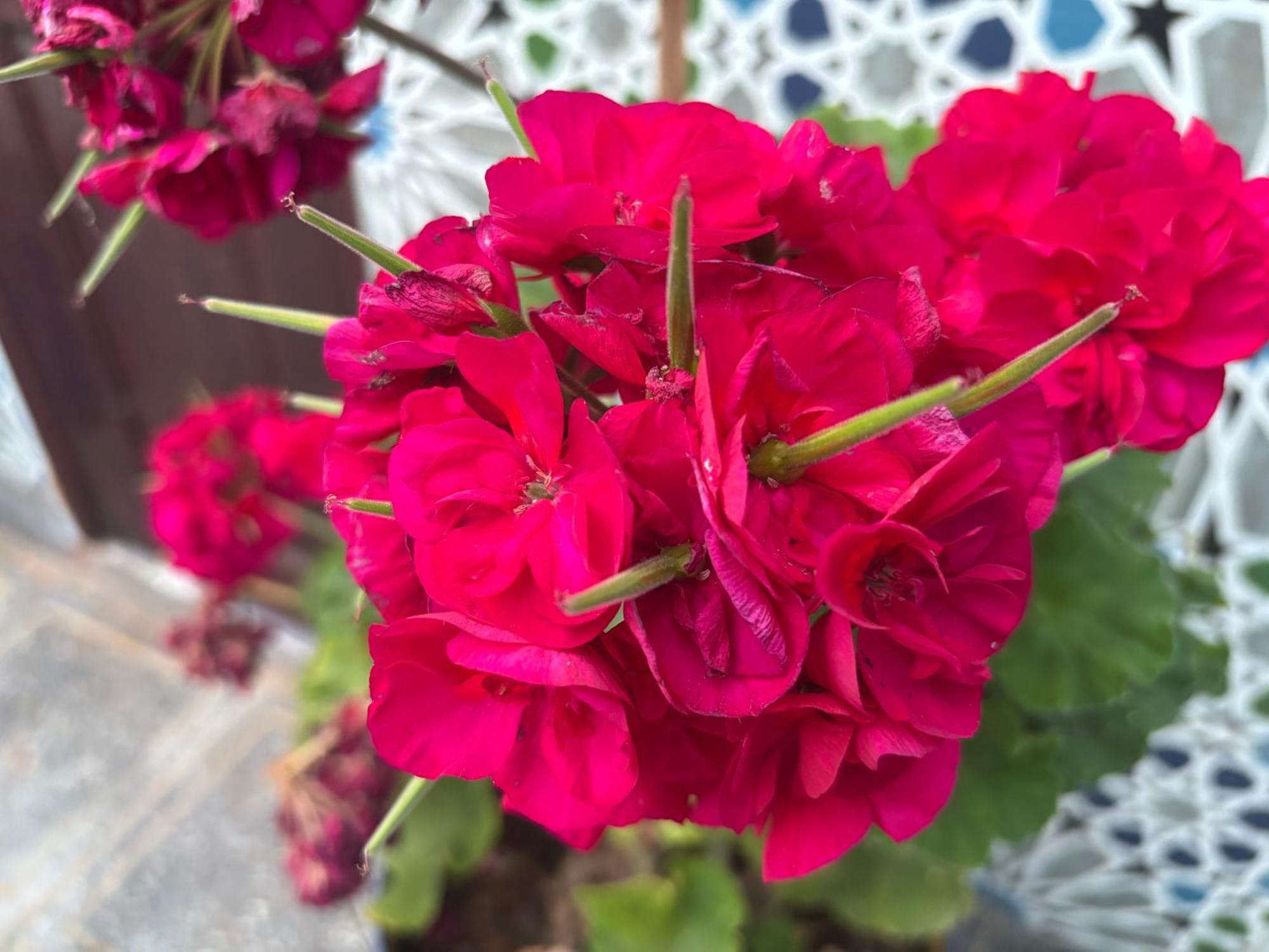 فيلا Casa Morisca سيدي إفني المظهر الخارجي الصورة